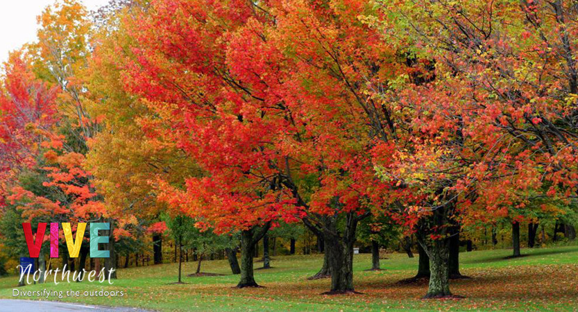 En este momento estás viendo Guía para ver el follaje de otoño más hermoso en Oregon