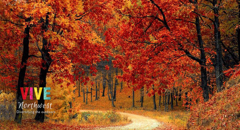 En este momento estás viendo El otoño está aquí, y con él llegó el vibrante follaje característico del noroeste