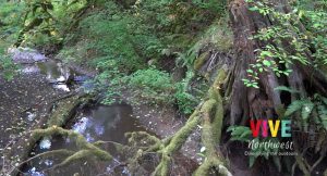 Lee más sobre el artículo Tryon Creek: descubre la increíble vida silvestre que habita en el corazón de Portland