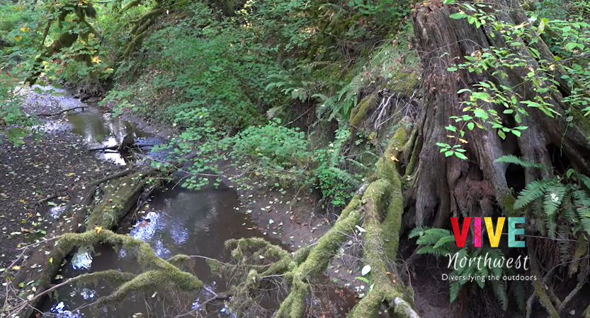 En este momento estás viendo Tryon Creek: descubre la increíble vida silvestre que habita en el corazón de Portland