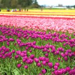 El festival de tulipanes más grande del país solo podía estar en el noroeste del Pacífico