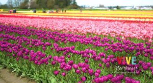 Lee más sobre el artículo El festival de tulipanes más grande del país solo podía estar en el noroeste del Pacífico